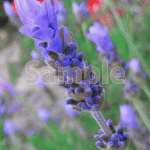 イングリッシュラベンダー【紫の花】