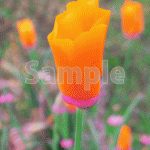 オレンジ色の花【５月の花】