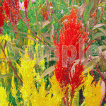 ケイトウの花（赤と黄色）