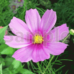 コスモスの花【薄紫色のコスモス】