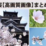 桜の画像、無料写真まとめ【ソメイヨシノ、桜並木、広島城、河川敷】