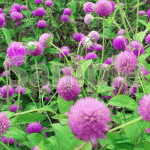 センニチコウの花【うす薄紫のセンニチコウ（千日紅）】