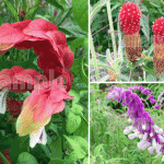 9月の花の写真2、無料画像【アメジストセージ、キバナセンニチコウ、コエビソウ】