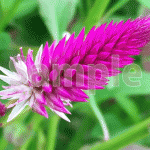 紫色のホルンの花【ヤリゲイトウ、鶏頭（ケイトウ）】