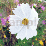 白いコスモスの花