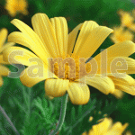 黄色いマーガレットの花