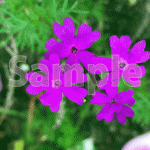 紫のサンブリテニアと言う花