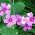 薄紫色のサポナリア・オキモイデス