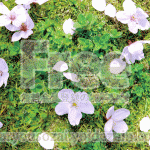 散り桜の画像【高画質・フリー】