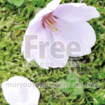 散り桜の画像【アップ】高画質・フリー