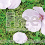 散る桜の画像【高画質・フリー】