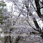 提灯と桜の画像【フリー素材】