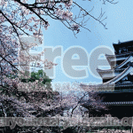 広島城と桜の写真画像【フリー素材】