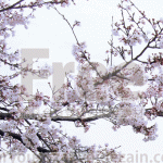 曇り空の桜の写真【フリー素材】