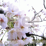 曇りの桜の花の写真【フリー素材】