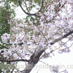 緑と桜の画像【フリー素材】