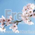 桜と青空の写真【高画質・フリー】