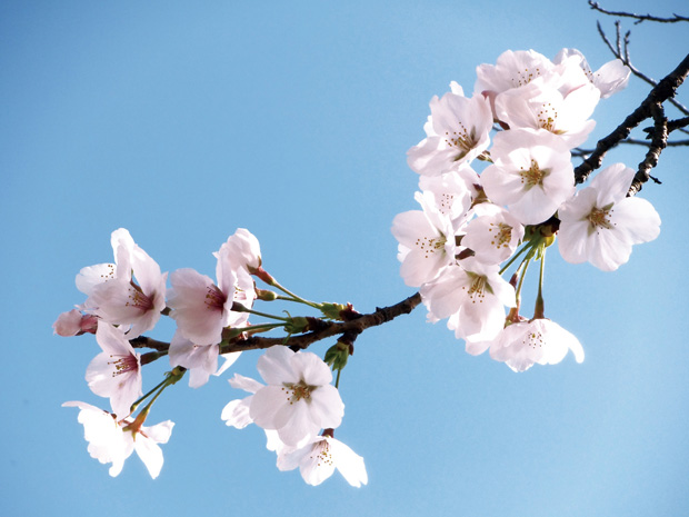 桜と青空の写真 高画質 フリー 無料イラスト かわいいフリー素材 画像 写真 の フリーダ