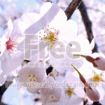 桜の写真のアップ【高画質・フリー】