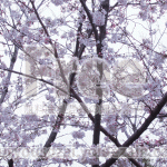桜と枝の画像【フリー素材】