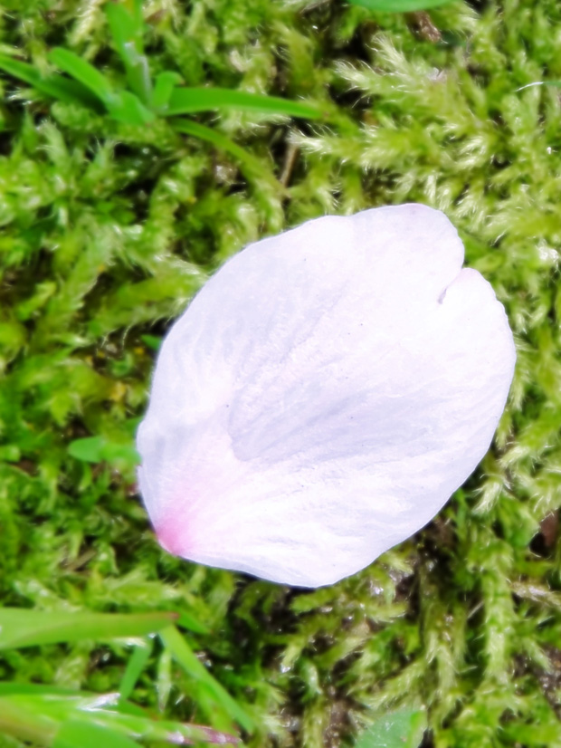 桜の花びらの写真 高画質 フリー 無料イラスト かわいいフリー素材 画像 写真 の フリーダ