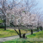 桜と人の写真画像【フリー素材】