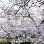 桜が満開の画像【フリー素材】