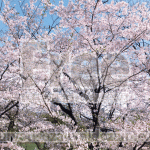 桜、満開の写真【高画質・フリー】