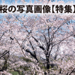 桜の写真画像【特集】