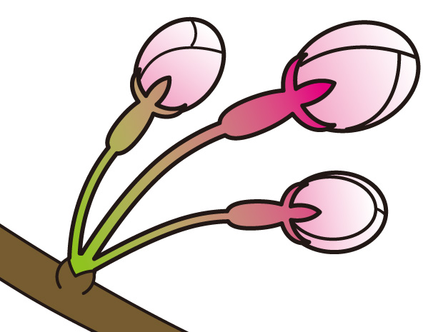 桜のつぼみ イラスト フリー素材 無料イラスト かわいいフリー素材 画像 写真 の フリーダ