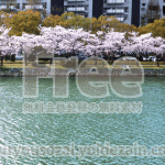 桜並木と川の画像【高画質・フリー】