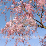 しだれ桜の写真【高画質・フリー】