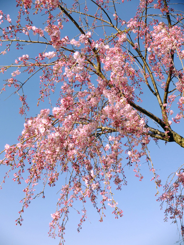 しだれ桜の写真 高画質 フリー 無料イラスト かわいいフリー素材 画像 写真 の フリーダ